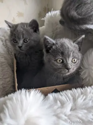 bkh kitten 