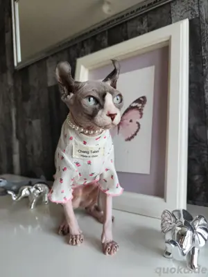Elf Sphynx 