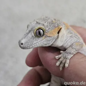 0.1 Rhacodactylus auriculatus 