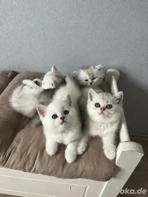 Wundeschöne Kitten Bild 6