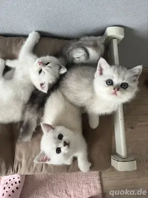 Wundeschöne Kitten Bild 7