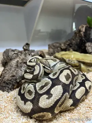 Dringend abzugeben: 1.0 Python Regius geb. 2017