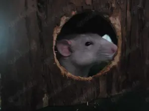 Ratten Bock sucht neues Zuhause (7 monate)