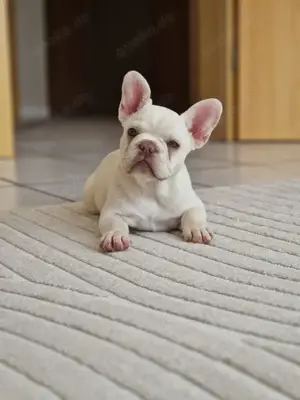 Französische Bulldoggen Wunderschöne Welpen mit Top-Abstammung suchen ihr Traumzuhause! 