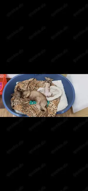 Reinrassige Chihuahua Dame