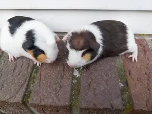 Kleine bunte Meerschweinchen 