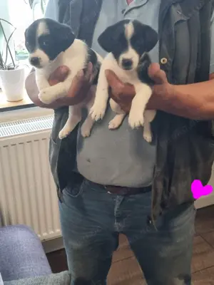 Verkaufe süße Jack Russell Terrier Welpen 