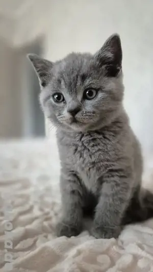 Britisch kurzhaar Katze sucht ein liebevolles Zuhause 