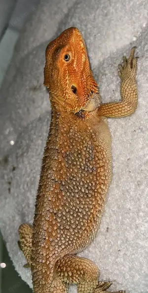 Bartagamen Hypo leatherback 