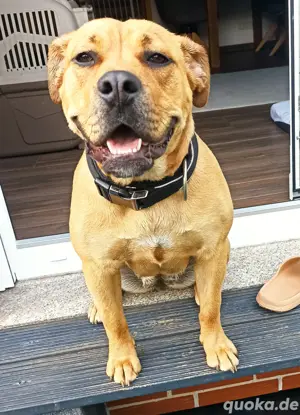 Boerboel weibchen 9 monate