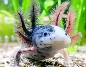 SUCHE Axolotl Mosaik Chimäre Piebald