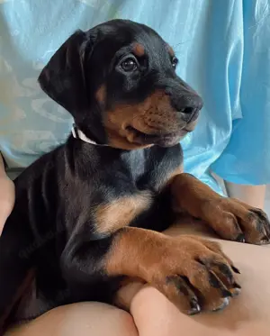 Reinrassige Dobermann-Welpen