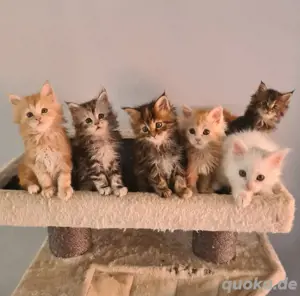 Katzenbabys, Kitten, Babykatzen,14 Wo