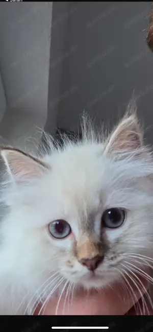 Heilige Birma Kitten 