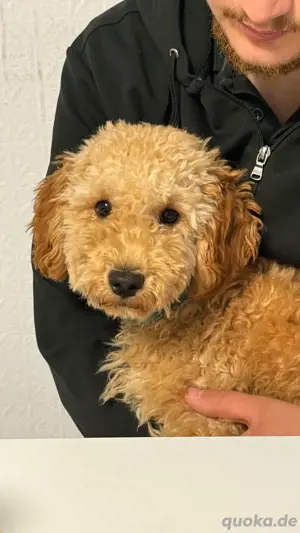 Maltipoo Junghund
