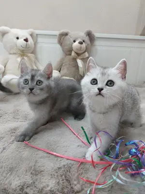 Kitten BKH 