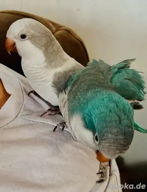mönchsittich pärchen 100% handzahm 