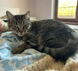 Jasmine Schönes Tigermädel sucht ruhiges Zuhause