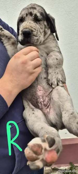 Deutsche Doggen Welpen Blau  Grautiger