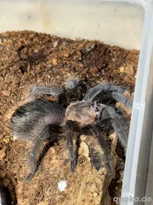 0.0.1 Tliltocatl Albopilosus Nicaragua