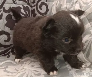 PomChi Welpen