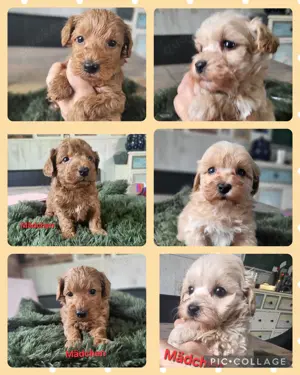 Maltipoo Welpen so süß Malteser x Pudel 