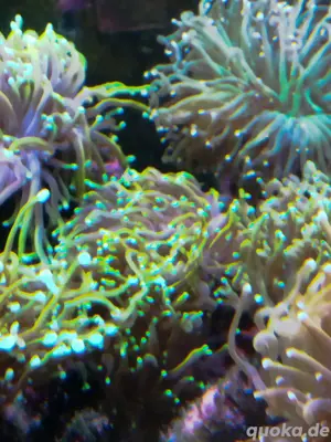 eyphyllia glabrecens und parrancora 