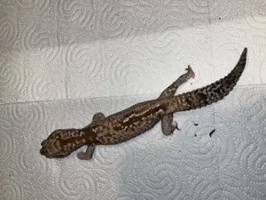 Hemitheconyx caudicintus