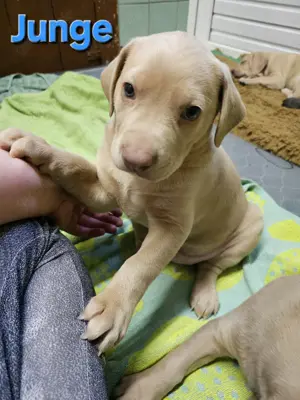 7 sehr süße Weimaraner Labrador Harzer Fuchs Welpen