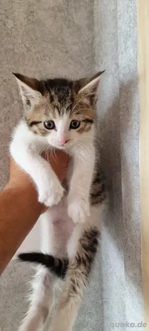 EKH Babykatze (Kater) in liebevolle Hände abzugeben 