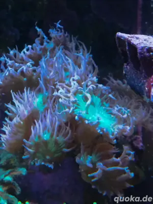 Bartkoralle Caulastrea chalice Meerwasser 