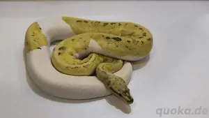 0.1 Fire Pastel Pinstripe Piebald NZ22