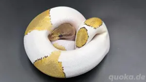 0.1 Fire Mojave Piebald NZ24 