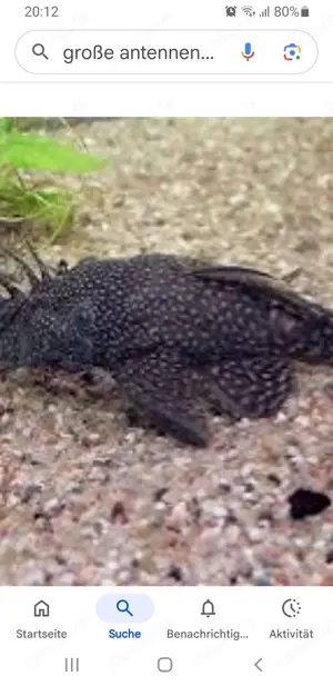 Antennenwelse Aquarien 