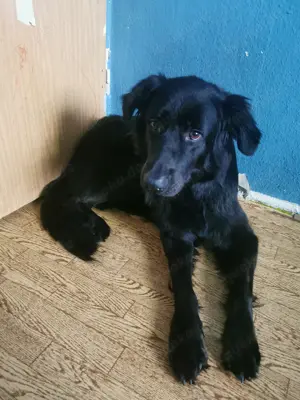 Hallo suche dringend ein neues Zuhause für meine Hunde dame