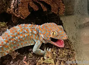 Tokee Gecko