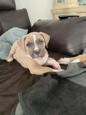 American Bully Welpen 