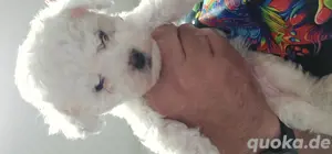 Bichon frise 