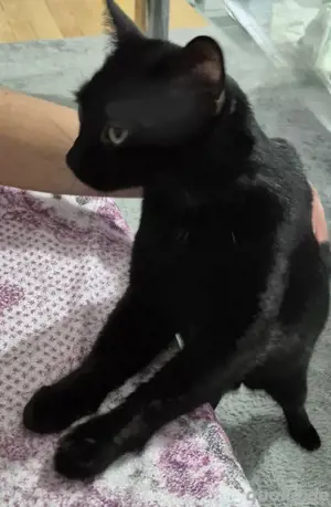 Kater- zutraulich und lieb,kastriert,geimpft 