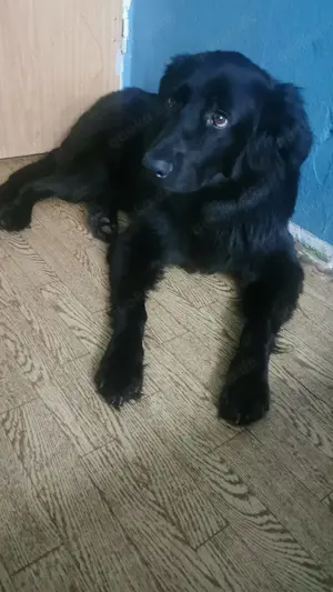 Hallo suche dringend ein neues Zuhause für meine Hunde dame