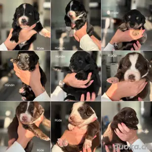 Zuckersüße Australian Shepherd Welpen 