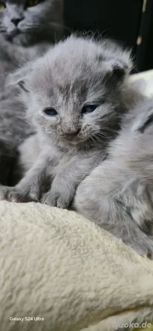 Süße BKH Kitten 