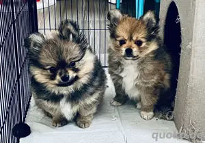 Pomchi (Chihuahua+Pomeranian Zwergspitz) Welpen