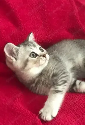 Silver Schaded BKH Kitten reinrassig Jungen ABHOLBEREIT 