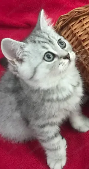 Silver Schaded BKH Kitten reinrassig Jungen ABHOLBEREIT 