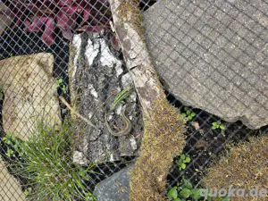 Lacerta agilis   Zauneidechse