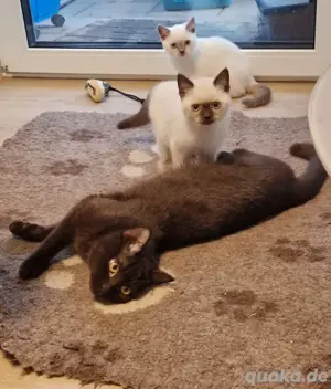BKH Kitten suchen das beste Zuhause seltene Farben Choco, lilac , blue point