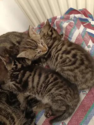  3 kleine Samtpfoten suchen ein neues Zu Hause 