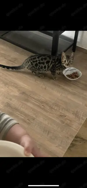 Bengal Kitten weiblich 
