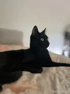 Elsa sucht ein neues tolles zuhause 